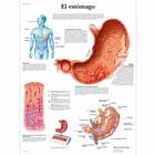 El estómago, 1001877 [VR3426L], Système digestif
