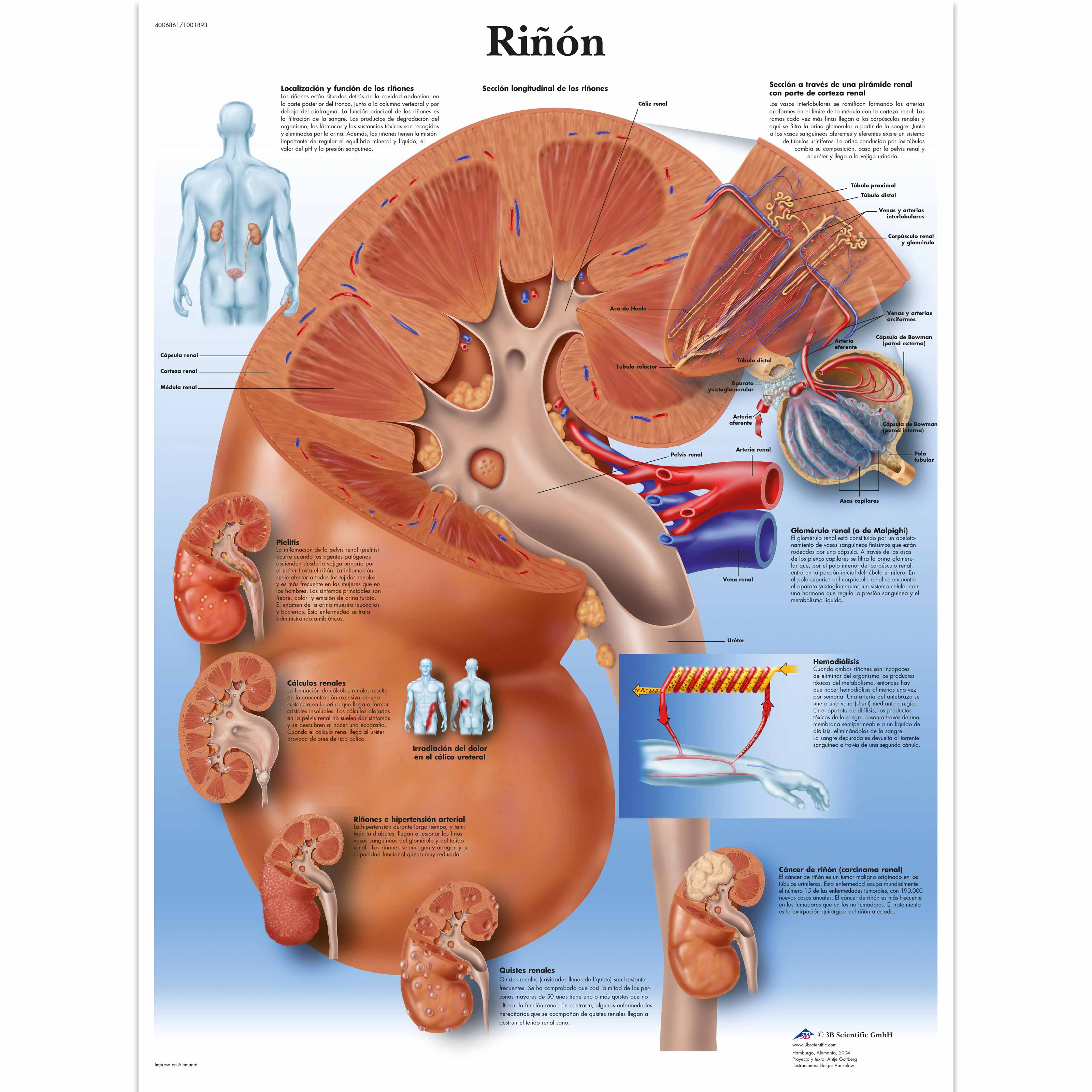 Riñón - 4006861 - VR3515UU - Metabolic System - 3B Scientific