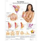 Chart The female breast, 50x70cm, Size 50 x 70 cm, Anatomical charts, Shop