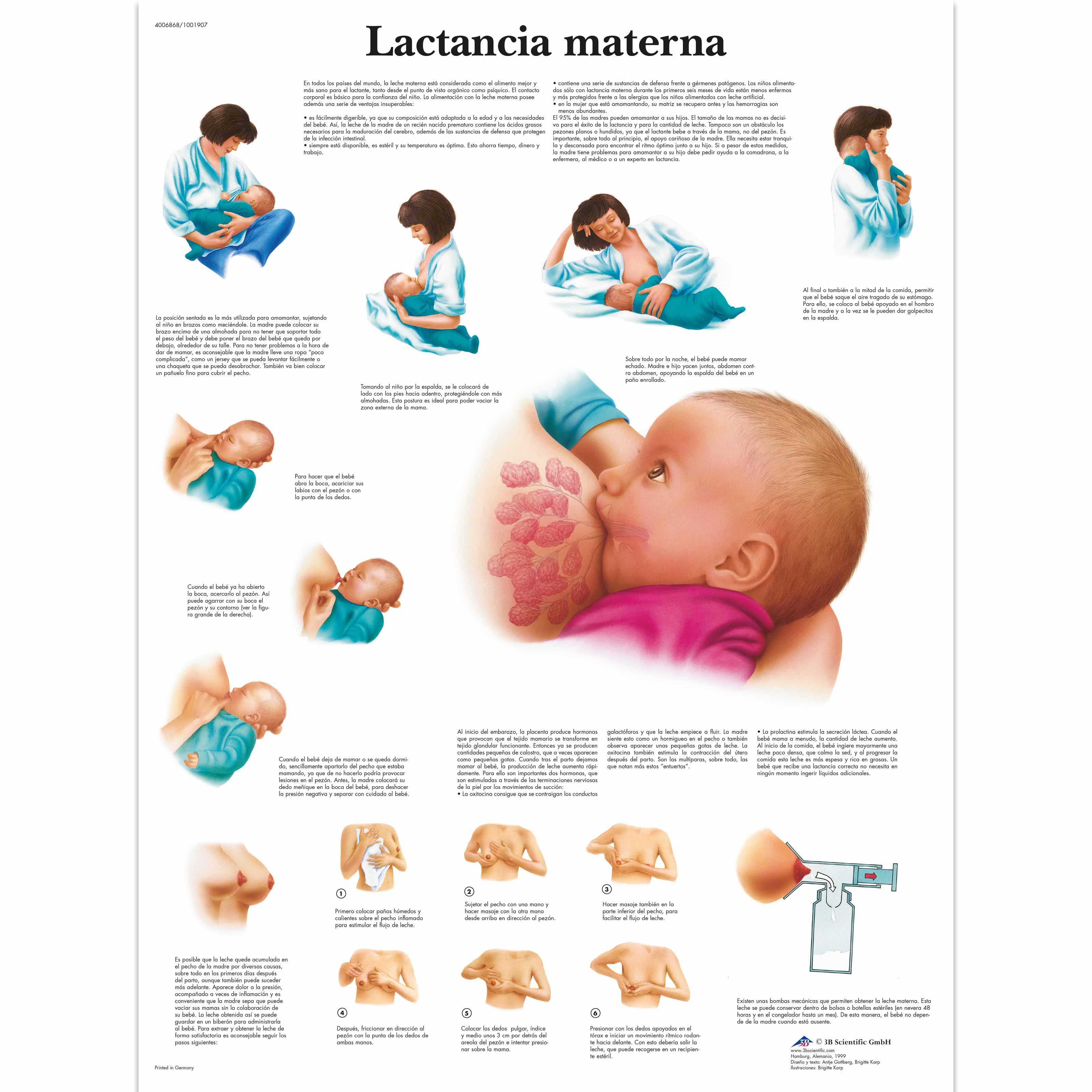 Lactancia materna - 1001907 - VR3557L - Pregnancy and Childbirth - 3B  Scientific