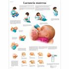 Lehrtafel - Lactancia materna, 4006868 [VR3557UU], Schwangerschaft und Geburt
