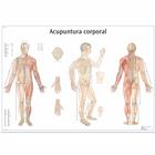 Acupuntura corporal, 4006894 [VR3820UU], Acupuncture Charts and Models