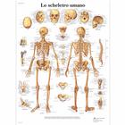 Lehrtafel - Lo scheletro umano, 1001963 [VR4113L], Skelettsystem
