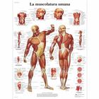 Lehrtafel - La muscolatura umana, 1001965 [VR4118L], Muskel

