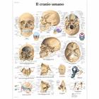 Il cranio umano, 1001973 [VR4131L], système Squelettique