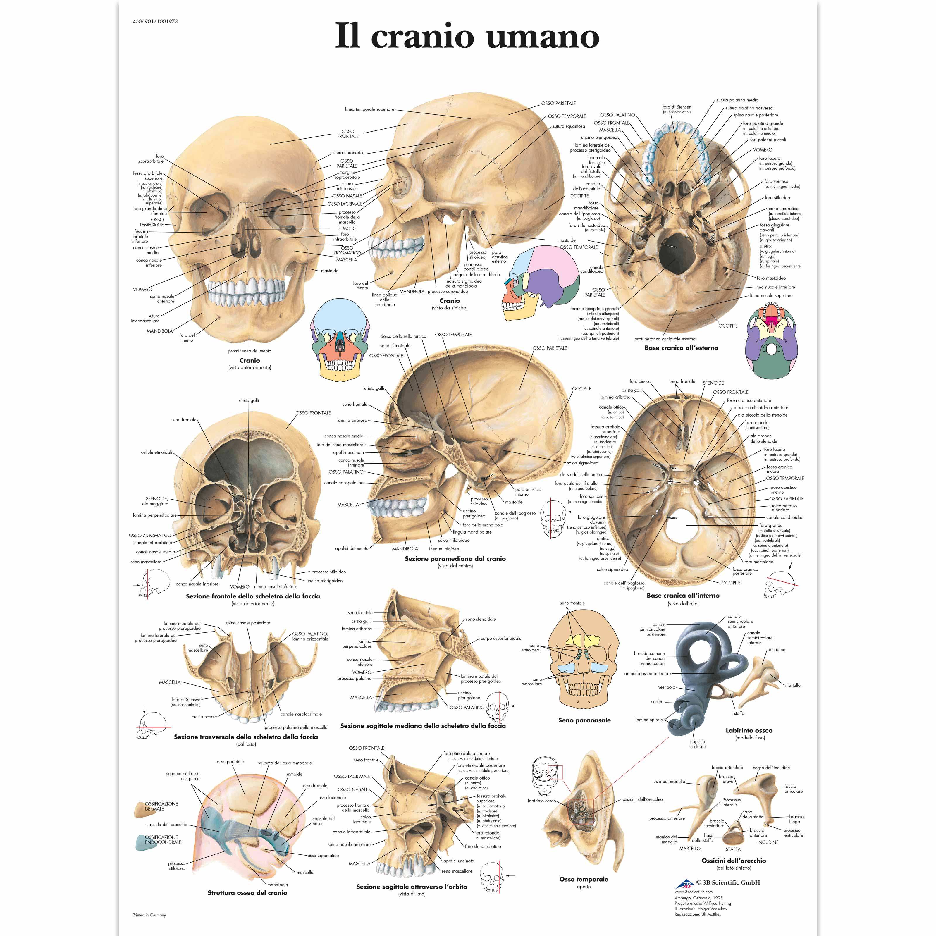 Il Cranio Umano 1001973 Vr4131l Sistema Esquelético 3b Scientific