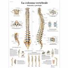 La colonna vertebrale, anatomia e patologia, 1001977 [VR4152L], système Squelettique