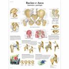 Bacino e Anca - Anatomia e patologia, 1001983 [VR4172L], système Squelettique
