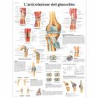 L'articolazione del ginocchio, 1001985 [VR4174L], système Squelettique
