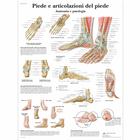 Piede e articolazione del piede, 1001987 [VR4176L], Sistema Scheletrico
