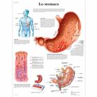 Lehrtafel - Lo stomaco, 1002047 [VR4426L], Verdauungssystem
