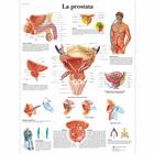 Lehrtafel - La prostata, 1002067 [VR4528L], Harnsystem