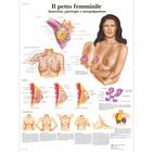 Female Breast Chart - Anatomy, Pathology and Self-Examination - 1001576 -  3B Scientific - VR1556L - Gynaecology posters and charts