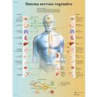 Set De 16 Posters D'anatomie Humaine - Planches Détaillées Des Systèmes Nerveux, Squelettique Et Musculaire