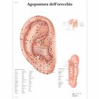 Agopuntura dell'orecchio, 4006983 [VR4821UU], Acupuncture Charts and Models