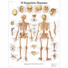 O Esqueleto Humano, 50x67 cm, Laminado, 1002137 [VR5113L], Skeletal System