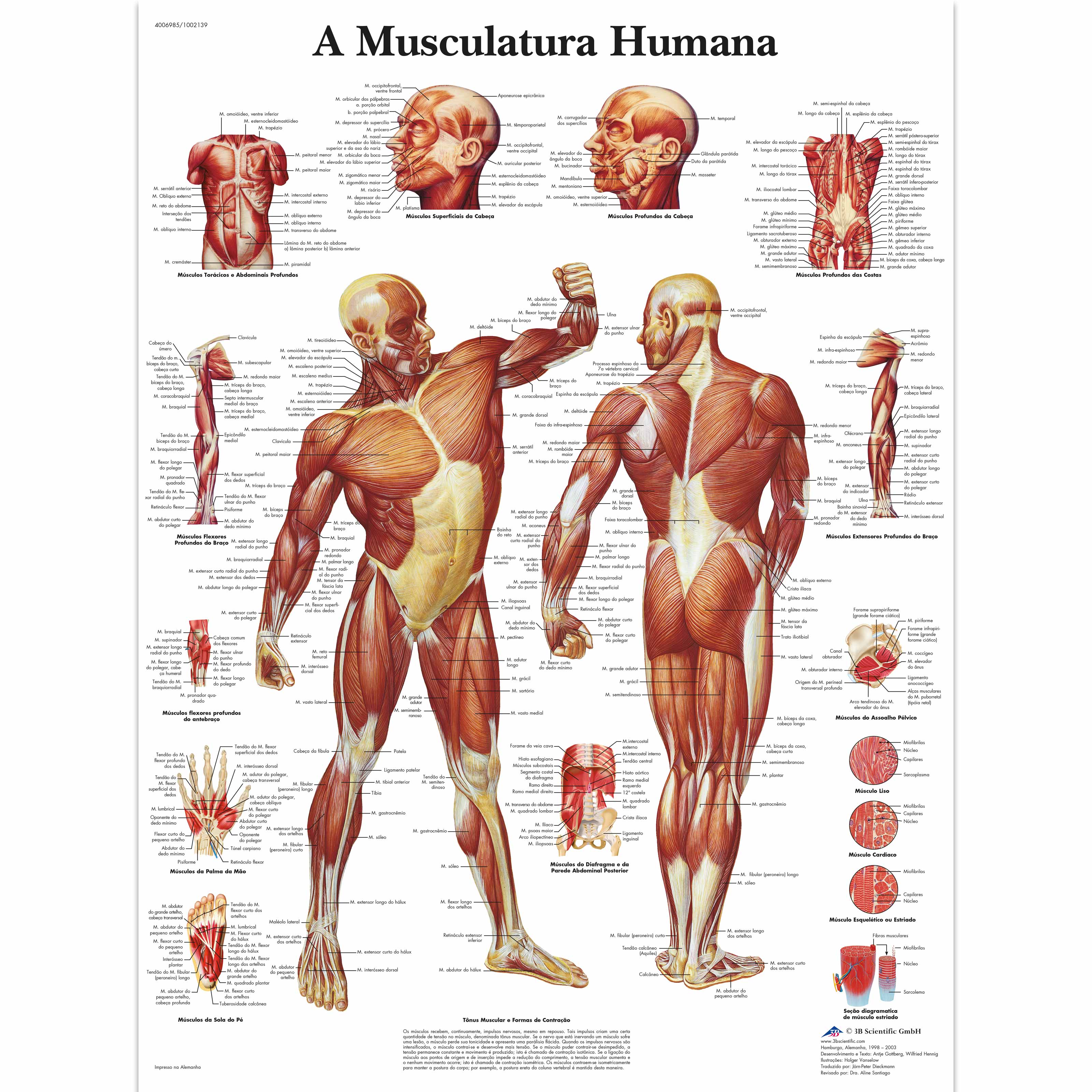 Baralho Músculos masculinos da anatomia humana por Leonard