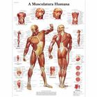 A Musculatura Humana, 50x67 cm, Versão Papel, 4006985 [VR5118UU], 肌肉