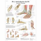 Foot and Joints of Foot Chart - portuguese, 1002147 [VR5176L], 骨骼系统