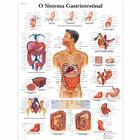 O sistema Gastro-intestinal, 50x67 cm, Laminado, 1002161 [VR5422L], Sistema digestivo
