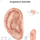 Ear Acupuncture - portuguese, 1002209 [VR5821L], Acupuncture Charts and Models