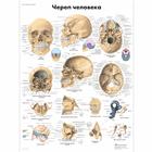 Human Skull Chart, 1002221 [VR6131L], Skeletal System