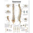 Spinal Column Chart, 1002222 [VR6152L], Skeletal System