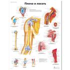 Shoulder and Elbow Chart, 1002224 [VR6170L], Skeletal System