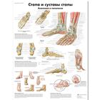 Foot and Joints of Foot Chart - Anatomy and Pathology, 1002232 [VR6176L], Skeletal System