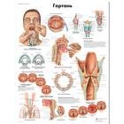 Медицинский плакат "Гортань", 1002243 [VR6248L], Плакаты по органам речи