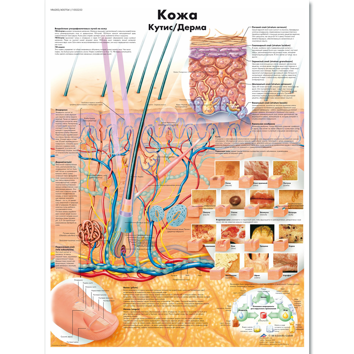 The Skin Chart | 1002253 | VR6283L | ZVR6283L | Skin | 3B Scientific