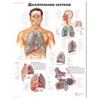 Медицинский плакат "Дыхательная система", 1002257 [VR6322L], Плакаты по дыхательной системе человека