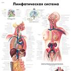 Медицинский плакат "Лимфатическая система", 1002282 [VR6392L], Плакаты по лимфатической системе