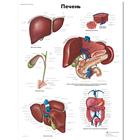 Liver Chart, 1002286 [VR6425L], Metabolic System