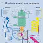 Медицинский плакат "Метаболические пути человека", 1002298 [VR6451L], Плакаты по клеткам и тканям человека