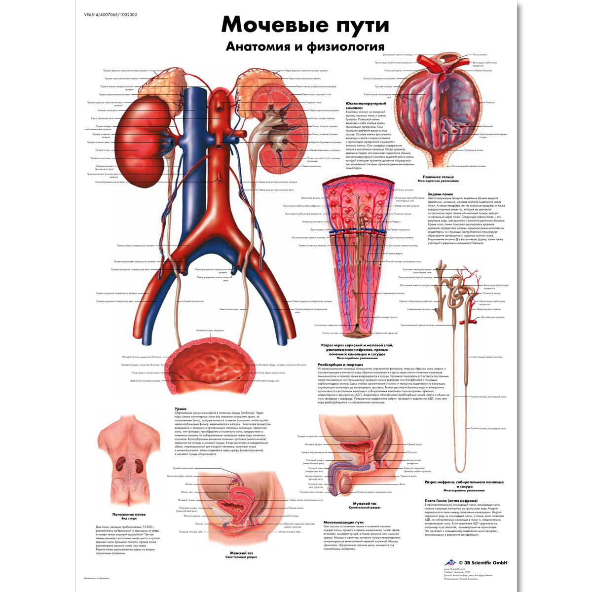 Urinary System Chart