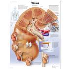 Kidney Chart, 1002305 [VR6515L], Metabolic System