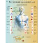 The Vegetative Nervous System Chart, 1002323 [VR6610L], Brain and Nervous system