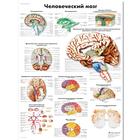 Медицинский плакат "Мозг человека", 1002325 [VR6615L], Cerveau et système nerveux