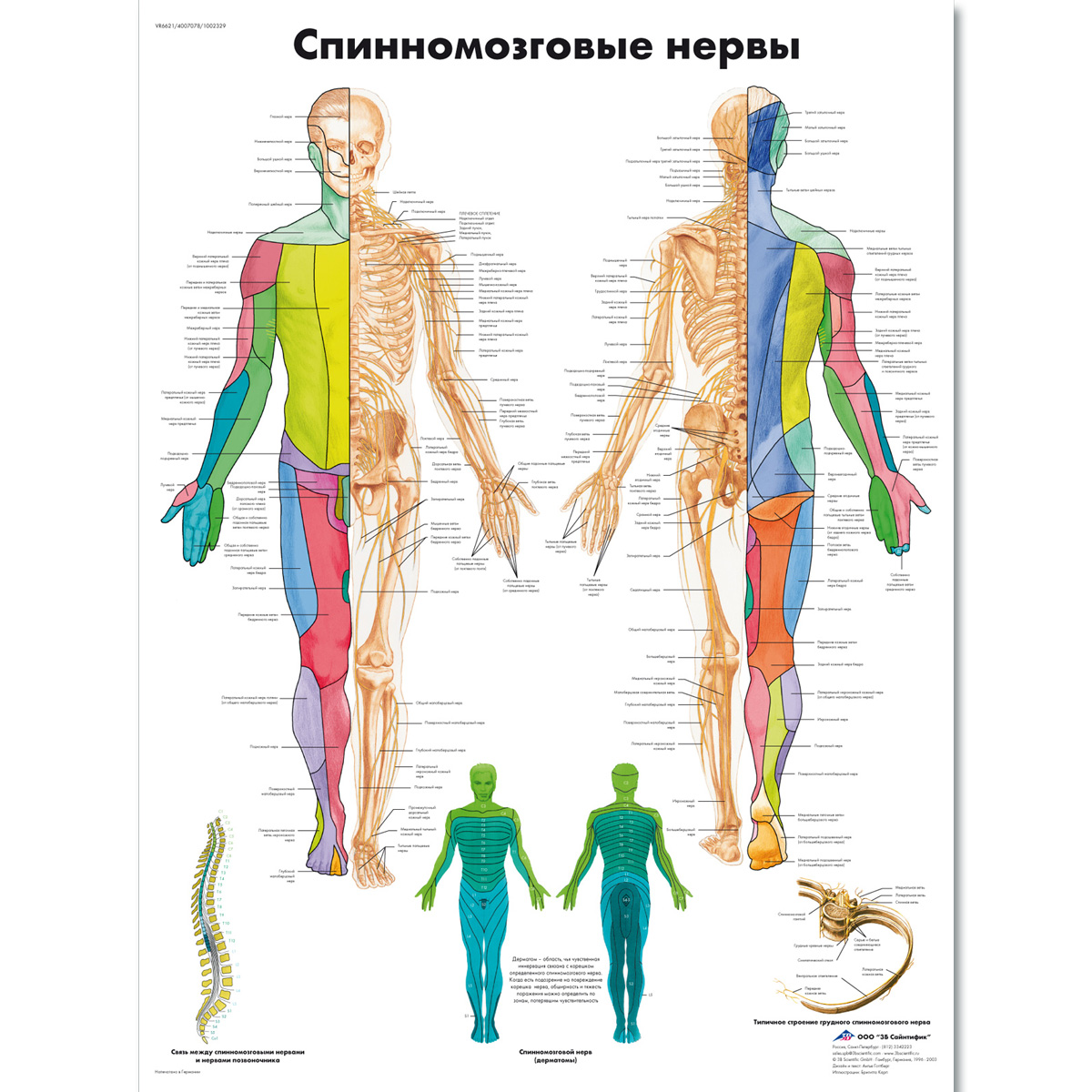 Spinal Nerve Pathways Chart