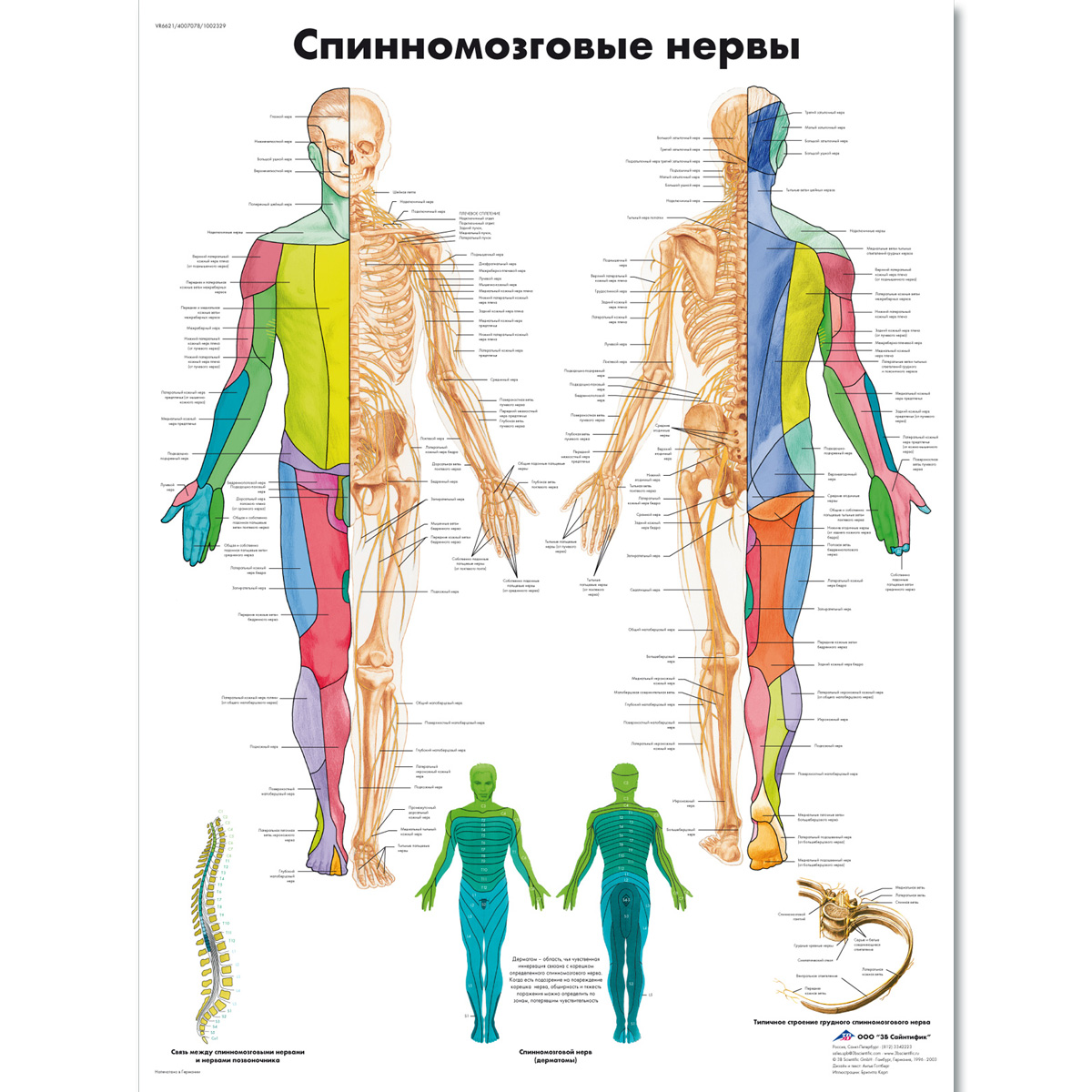 Nervous System Chart