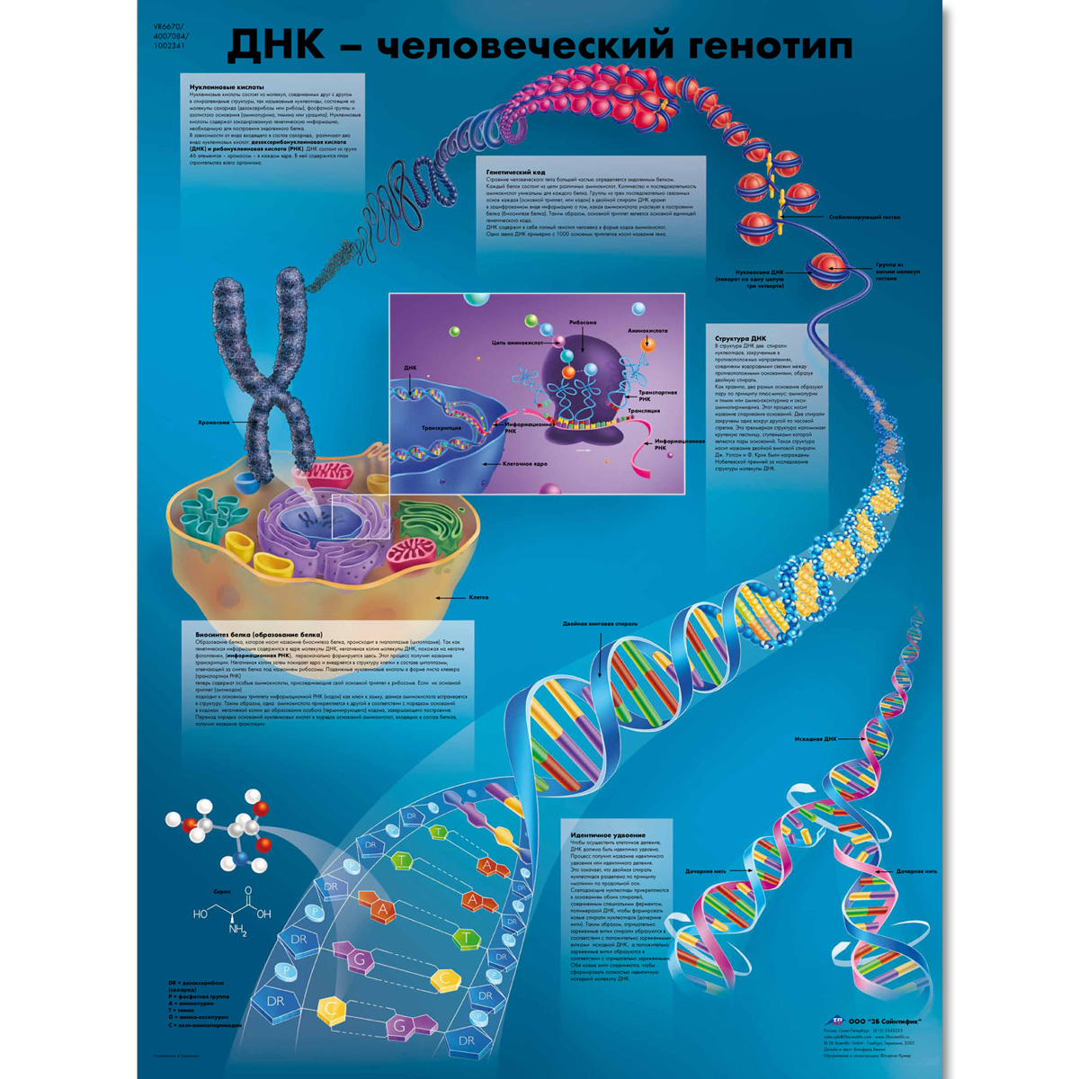 Biology Charts And Posters