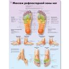 Foot Reflex Zone Massage Chart, 1002365 [VR6810L], Acupuncture
