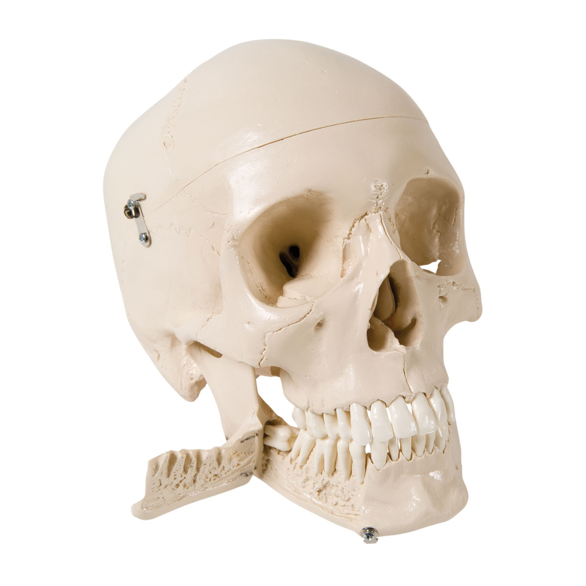 ZLF Human Skull Model Adult Skull Mandible Anay-with Perfect Teeth and Digital Logo for Medical Education Scientific Research 