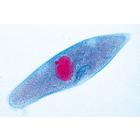 Protozoa - French Slides, 1003848 [W13001F], Microscope Slides LIEDER