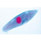 Protozoa.  -  10 Lâminas de Microscópia, 1003849 [W13001P], Mikroskop Kaydırıcılar LIEDER