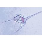 Protozoaire - Portugais, 1003849 [W13001P], Lames microscopiques Portugais (Small)