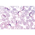 Protozoa - Spanish Slides, 1003850 [W13001S], Spanish (Small)