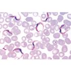 Protozoa - Spanish Slides, 1003850 [W13001S], Spanish (Small)