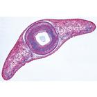 Vermes (Helminthes) - Fran&ccedil;ais, 1003856 [W13003F], Lames microscopiques Fran&ccedil;ais (Small)
